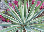 Agave On The Rocks