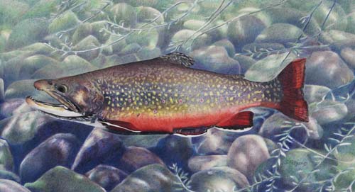 "Bill's Brookie" Drawing Based on Bill McManis' Tropy Brook Trout