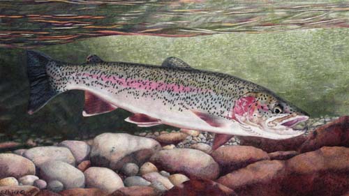 Featured artwork at Madison-Gallatin Trout Unlimited 2008 Annual Banquet