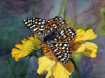 Butterfly and Brittlebush