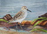 Jane’s Sandpiper