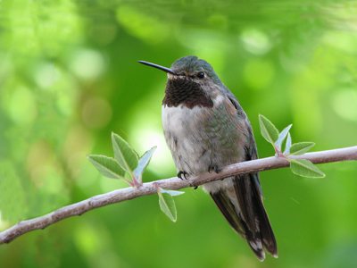 Improved Hummingbird Composition