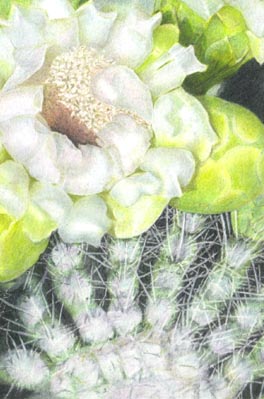 Cactus Spikes