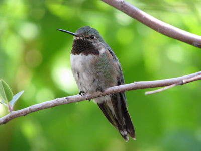 Hummingbird Photo